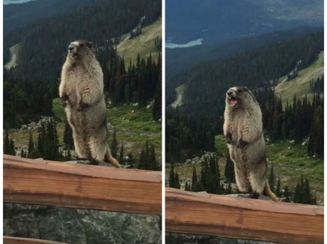 Mira a esta marmota gritar ¡Mejorará tu día!