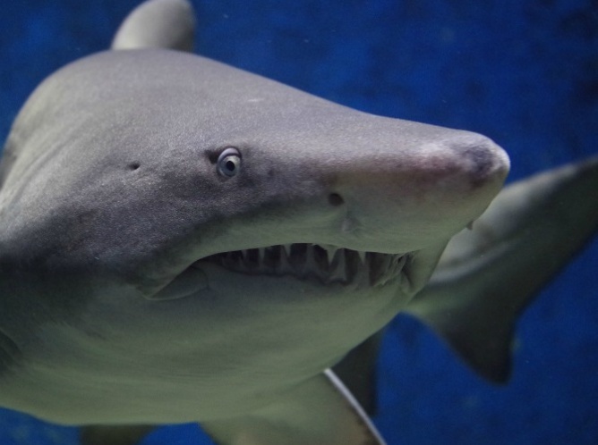 Ataque de tiburón le salva la vida a un hombre