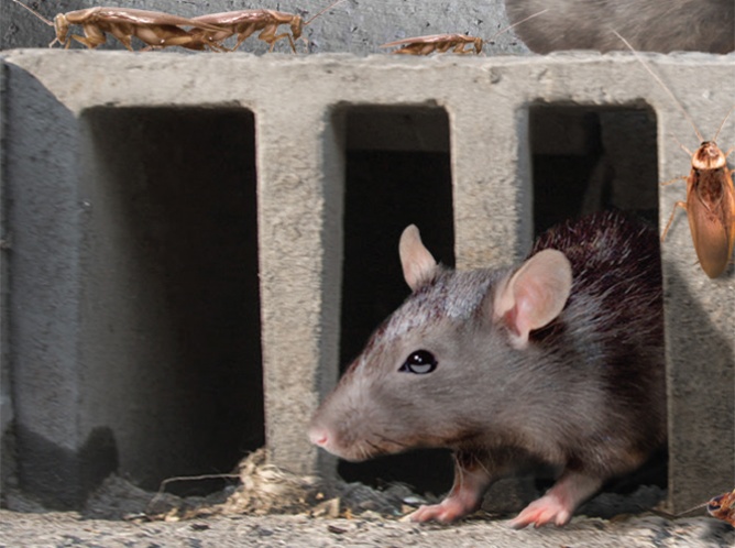 Cucarachas y ratas infestan la ciudad; crecen en número y tamaño