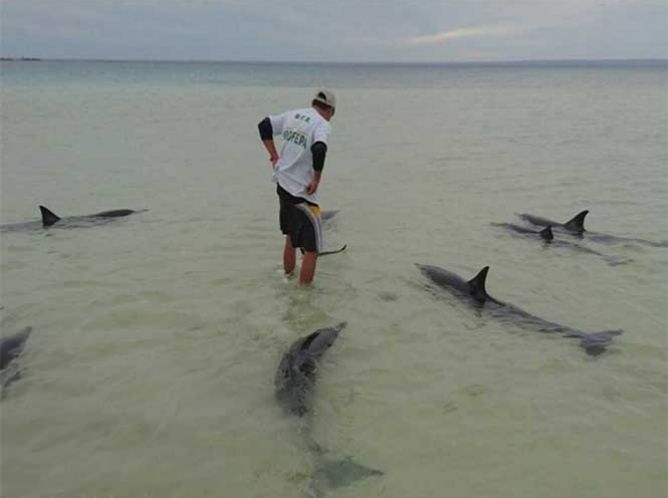 Profepa rescata a nueve delfines en La Paz, BCS