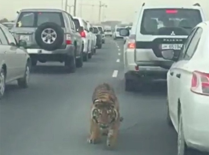 Tigre pasea en medio del tráfico en hora pico en Qatar