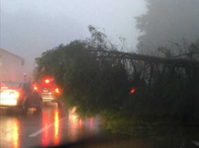 Caída de árbol ocasiona caos vial en autopista México-Cuernavaca
