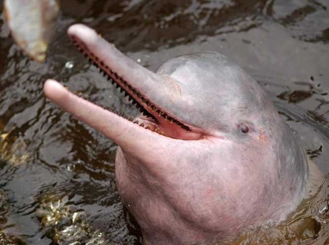 Caza de delfines rosados los deja al borde de la extinción