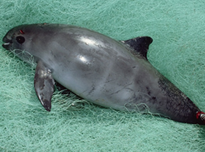 La vaquita marina al borde de la extinción; quedan menos de 60