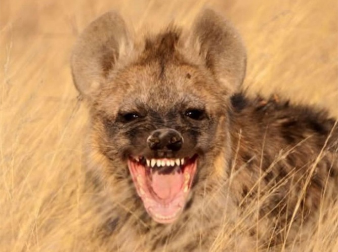 Hiena mutila a niño en parque nacional de Sudáfrica