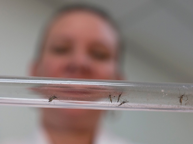 Desarrollan primeras vacunas contra el zika efectivas en animales