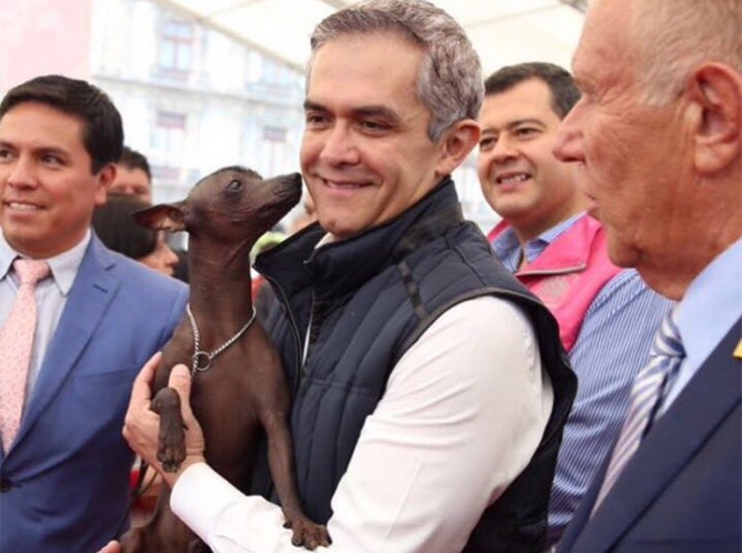 Declaran al perro Xoloitzcuintle patrimonio cultural de la CDMX