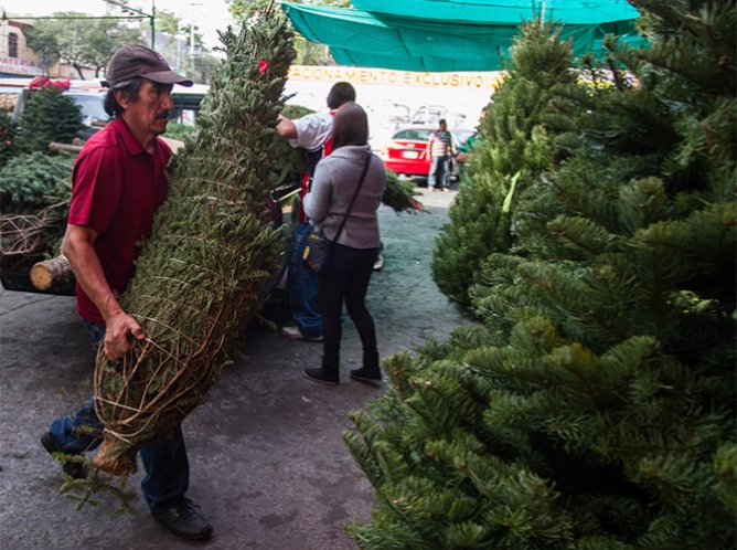 Lista la venta de árboles navideños de productores del DF: Rosa Icela