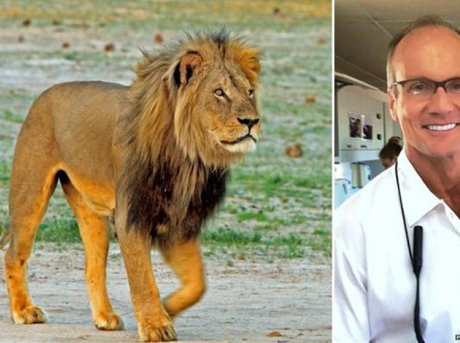 Descartan extradición de dentista que mató al león 'Cecil'