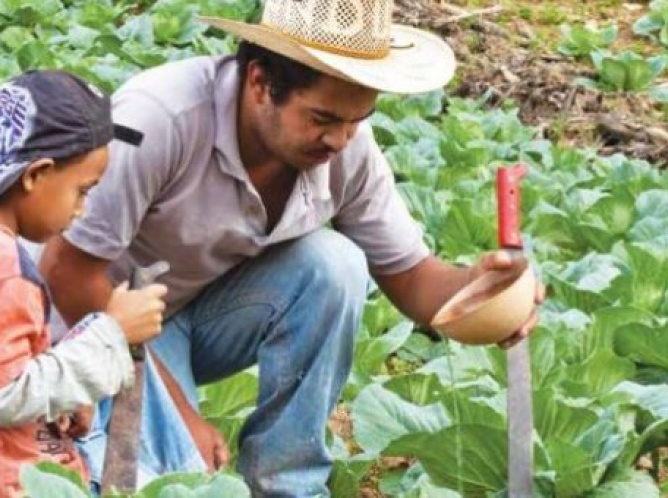 Agricultura familiar fortalece competitividad de pequeños productores