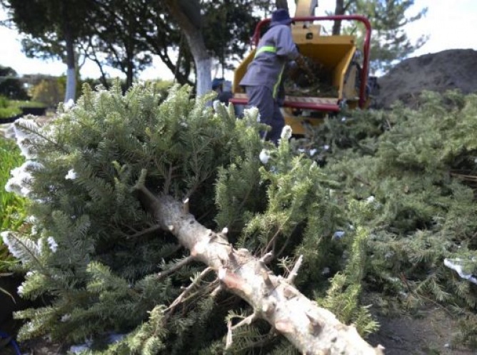 Se detectó una plaga en 590 árboles de navidad: Protección al Ambiente