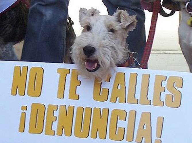 ¿Dónde y cómo puedes denunciar el maltrato animal en la Ciudad de México? 