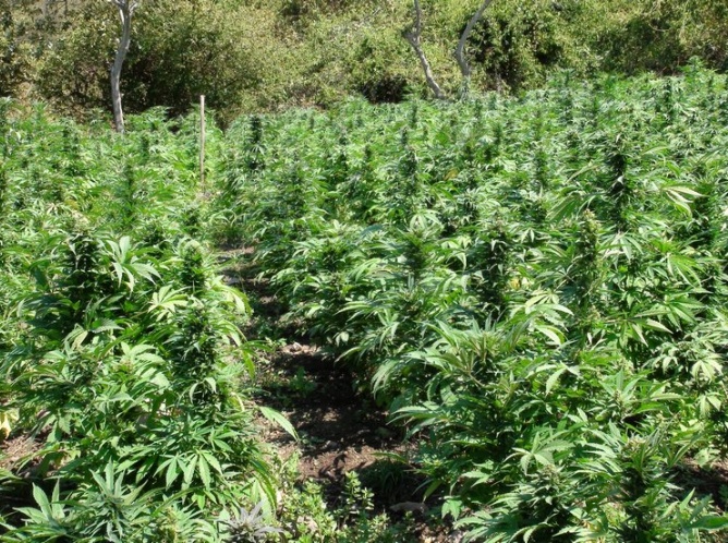 Destruyen plantíos de marihuana equipados con riego