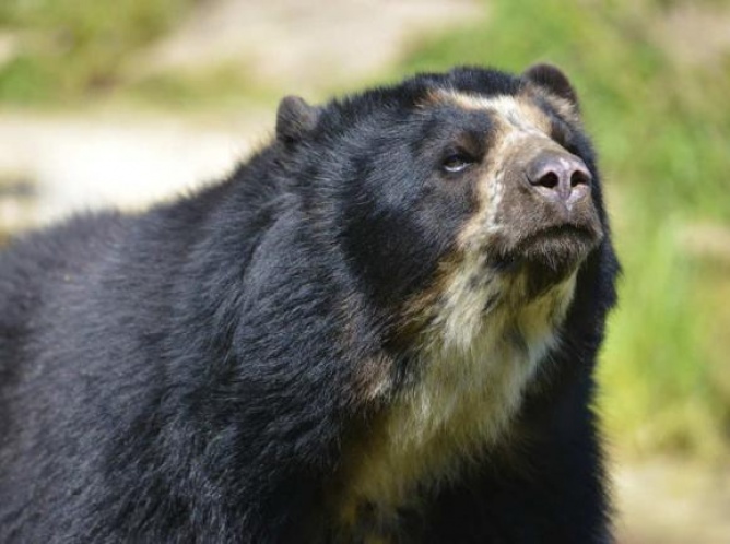 Avistan un oso de anteojos en la ciudadela de Machu Picchu