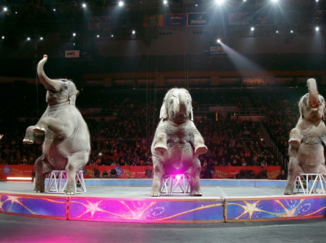 Elefantes actúan por última vez en el circo Ringling Bros.