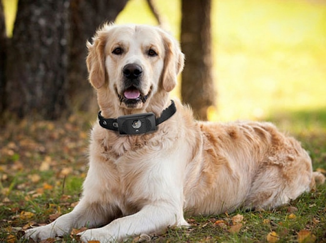 Motorola crea un collar inteligente para perros