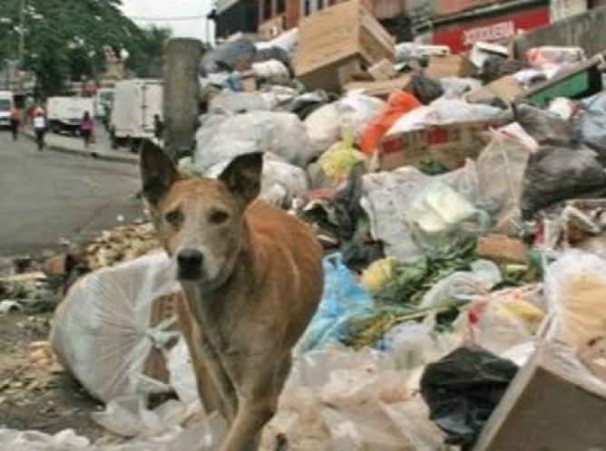 La gente está "cazando" perros, gatos y palomas para sobrevivir: alcalde de Venezuela