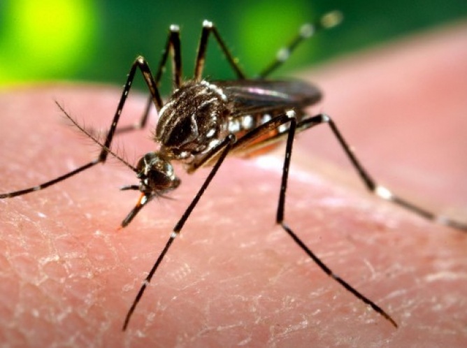 Nuevo virus de Zika no es mortal: Raymundo Canales