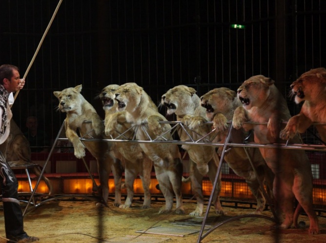 Prohíbir los animales en el circo; ¿buena idea o mala idea?