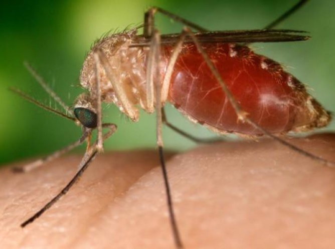Chiapas activa acciones contra zika