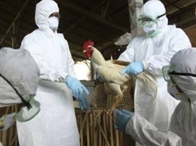 Extiende cerco sanitario para evitar la propagación de la gripe aviar 