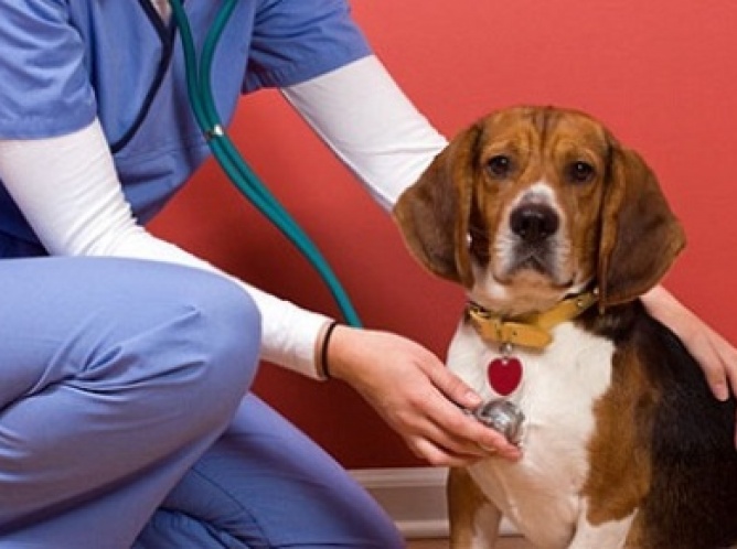 Cáncer en mascotas: ¿cuál es el tratamiento adecuado?