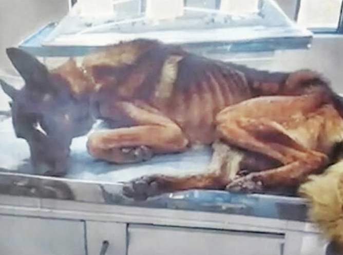 Perros policías sufrían desnutrición en Silao; les daban croquetas baratas