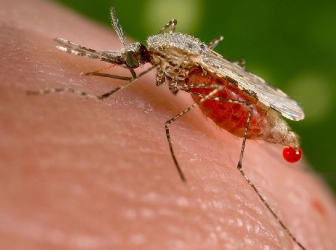 Todo lo que tiene que saber sobre el virus del 'zika'