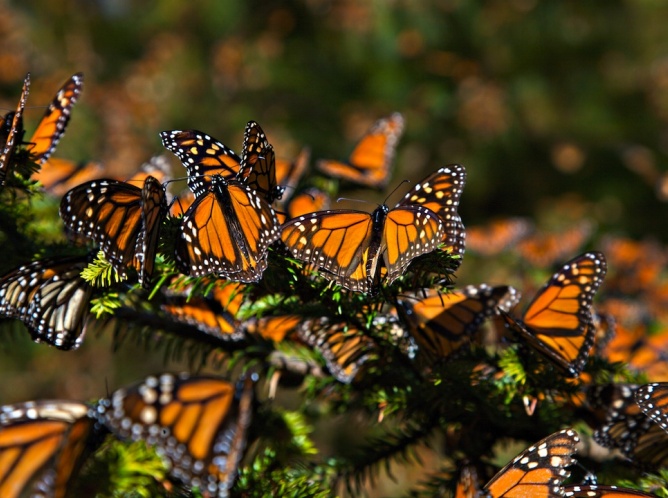Se recupera población de mariposa monarca en el país
